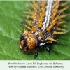 brenthis daphne daghestan larva l5 1